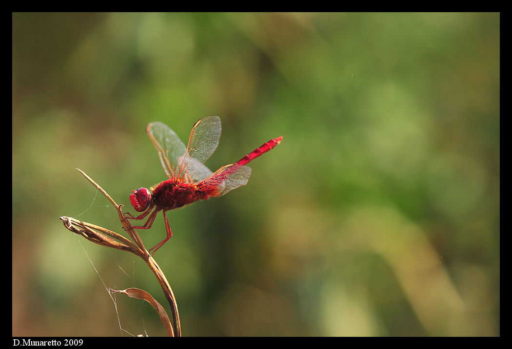 Libellule...pastello due!